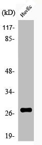 Western Blot analysis of HuvEc cells using Phospho-HSP27 (S82) Polyclonal Antibody