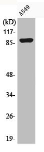 Western Blot analysis of A549(85) cells using Phospho-ICAM-1 (Y512) Polyclonal Antibody
