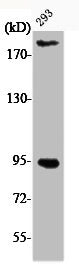 Western Blot analysis of 293 cells using Phospho-IGF-IR (Y1161) Polyclonal Antibody