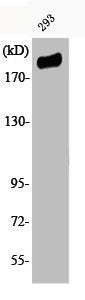 Phospho-IRS1 (S307) Antibody – Figure 1 of 1