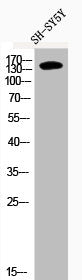 Phospho-IRS1 (S636) Antibody – Figure 1 of 4