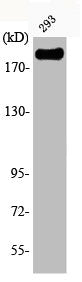 Western Blot analysis of 293 cells using Phospho-IRS-1 (S639) Polyclonal Antibody