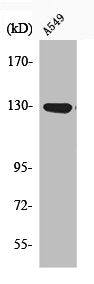 Western Blot analysis of A549 cells using Phospho-JAK1 (Y1022) Polyclonal Antibody