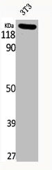 Western Blot analysis of NIH-3T3 cells using Phospho-JAK2 (Y1007) Polyclonal Antibody