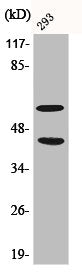 Western Blot analysis of 293 cells using Phospho-JNK1/2/3 (T183/Y185) Polyclonal Antibody