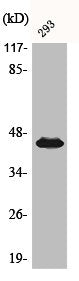 Western Blot analysis of 293 cells using Phospho-MEK-1/2 (S218/222) Polyclonal Antibody