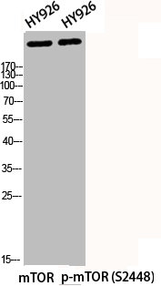 Phospho-MTOR (S2448) Antibody – Figure 1 of 2