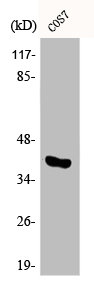 Phospho-MAPK14 (T180) Antibody – Figure 1 of 1