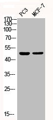 Phospho-MAPK14 (Y182) Antibody – Figure 1 of 1