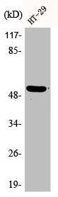 Western Blot analysis of HT29 cells using Phospho-p53 (S15) Polyclonal Antibody