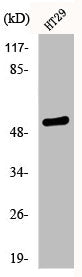 Western Blot analysis of HT29 cells using Phospho-p53 (S33) Polyclonal Antibody
