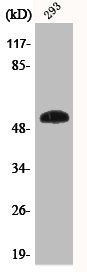 Western Blot analysis of 293 cells using Phospho-p53 (S46) Polyclonal Antibody