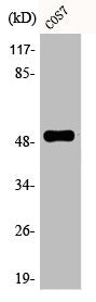 Western Blot analysis of COS7 cells using Phospho-p53 (S6) Polyclonal Antibody