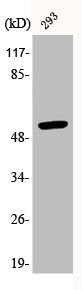 Western Blot analysis of 293 cells using Phospho-p53 (T18) Polyclonal Antibody