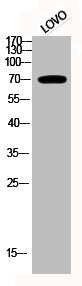 Phospho-RPS6KB1 (T229) Antibody – Figure 1 of 2