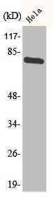 Western Blot analysis of HeLa cells using Phospho-p73 (Y99) Polyclonal Antibody