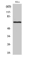 Western Blot analysis of HeLa cells using Phospho-Paxillin (Y118) Polyclonal Antibody