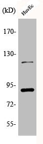 Western Blot analysis of HuvEc cells using Phospho-PR (S190) Polyclonal Antibody
