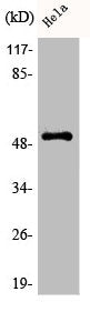 Phospho-PTEN (S370) Antibody – Figure 1 of 1