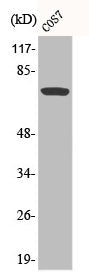 Western Blot analysis of COS7 cells using Phospho-Raf-1 (S259) Polyclonal Antibody