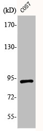 Western Blot analysis of COS7 cells using Phospho-Sp1 (T739) Polyclonal Antibody