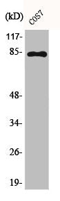 Western Blot analysis of COS7 cells using Phospho-Stat1 (Y701) Polyclonal Antibody