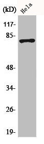 Western Blot analysis of HeLa cells using Phospho-Tau (S404) Polyclonal Antibody