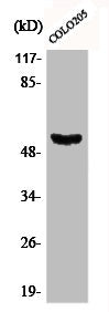 Western Blot analysis of COLO205 cells using Phospho-p53 (S37) Polyclonal Antibody