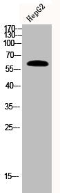 Phospho-AKT1 (S129) Antibody – Figure 1 of 2