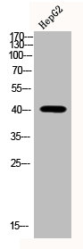 Phospho-MAPK14 (T180/Y182) Antibody – Figure 1 of 3