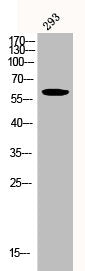 Western Blot analysis of 293 cells using Phospho-Akt (Y326) Polyclonal Antibody