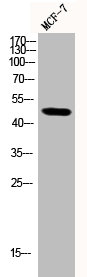 Western Blot analysis of MCF-7 cells using Phospho-Smad3 (S204) Polyclonal Antibody