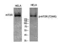 Western Blot analysis of HELA cells using Phospho-mTOR (T2446) Polyclonal Antibody