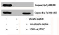 Western Blot analysis of LOVO cells using Phospho-Caspase-8 (Y380) Polyclonal Antibody