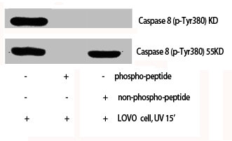 Western Blot analysis of LOVO cells using Phospho-Caspase-8 (Y380) Polyclonal Antibody