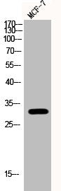 Phospho-RPA2 (S33) Antibody – Figure 1 of 2