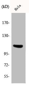 Western Blot analysis of HepG2 cells using Phospho-Integrin β3 (Y785) Polyclonal Antibody