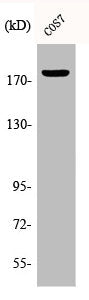 Western Blot analysis of COS7 cells using Phospho-EGFR (T678) Polyclonal Antibody