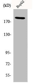 Western Blot analysis of HepG2 cells using Phospho-IRS-1 (S312) Polyclonal Antibody