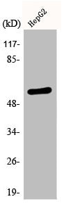 Western Blot analysis of HepG2 cells using Phospho-Smad2 (S467) Polyclonal Antibody