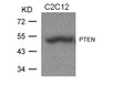 Western blot analysis of extracts from C2C12 cells using PTEN(Ab-370) Antibody.