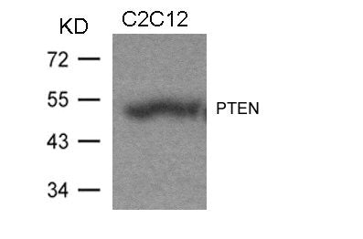 Western blot analysis of extracts from C2C12 cells using PTEN(Ab-370) Antibody.