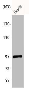 Western Blot analysis of HepG2 cells using Phospho-GR (S211) Polyclonal Antibody