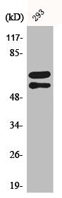 Phospho-LYN (Y508) Antibody – Figure 1 of 2