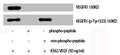 Western Blot analysis of K562+VEGF cells using Phospho-Flt-1 (Y1333) Polyclonal Antibody