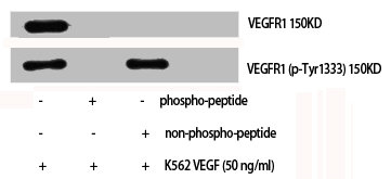 Western Blot analysis of K562+VEGF cells using Phospho-Flt-1 (Y1333) Polyclonal Antibody
