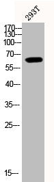 Phospho-AKT1 (Y474) Antibody – Figure 1 of 3