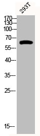 Western Blot analysis of 293T cells using Phospho-p63 (S455) Polyclonal Antibody