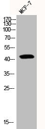 Western Blot analysis of MCF7 cells using Phospho-YAP (S127) Polyclonal Antibody