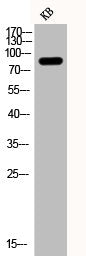 Phospho-PIK3R1 (Y607) Antibody – Figure 1 of 2